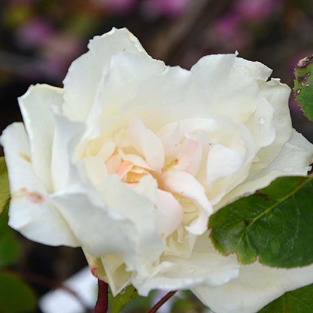 ROSA 'Mme Jules Bouché'