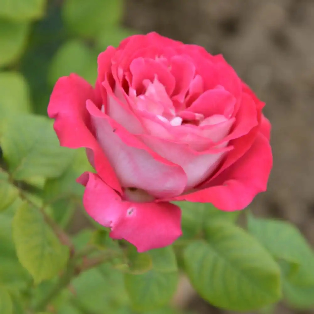 ROSA 'Monica Bellucci'