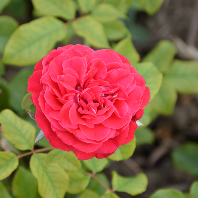 ROSA 'Mona Lisa'Â®