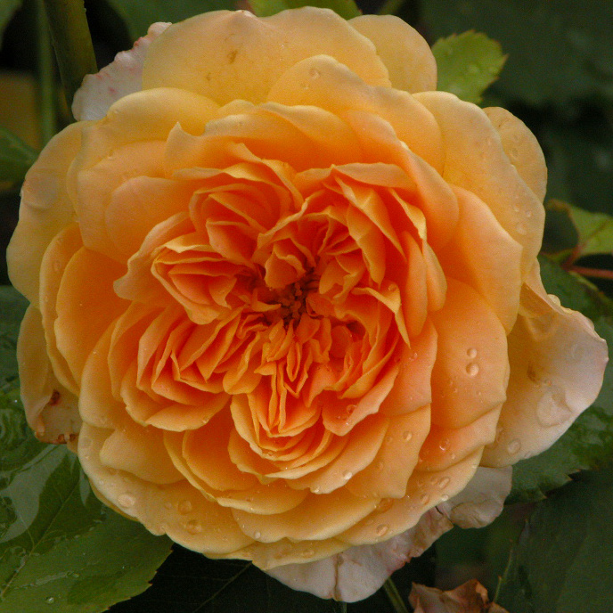 ROSA 'Molineux'Â®