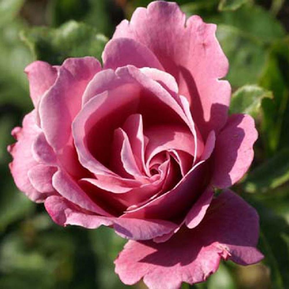 ROSA 'Muriel Robin'