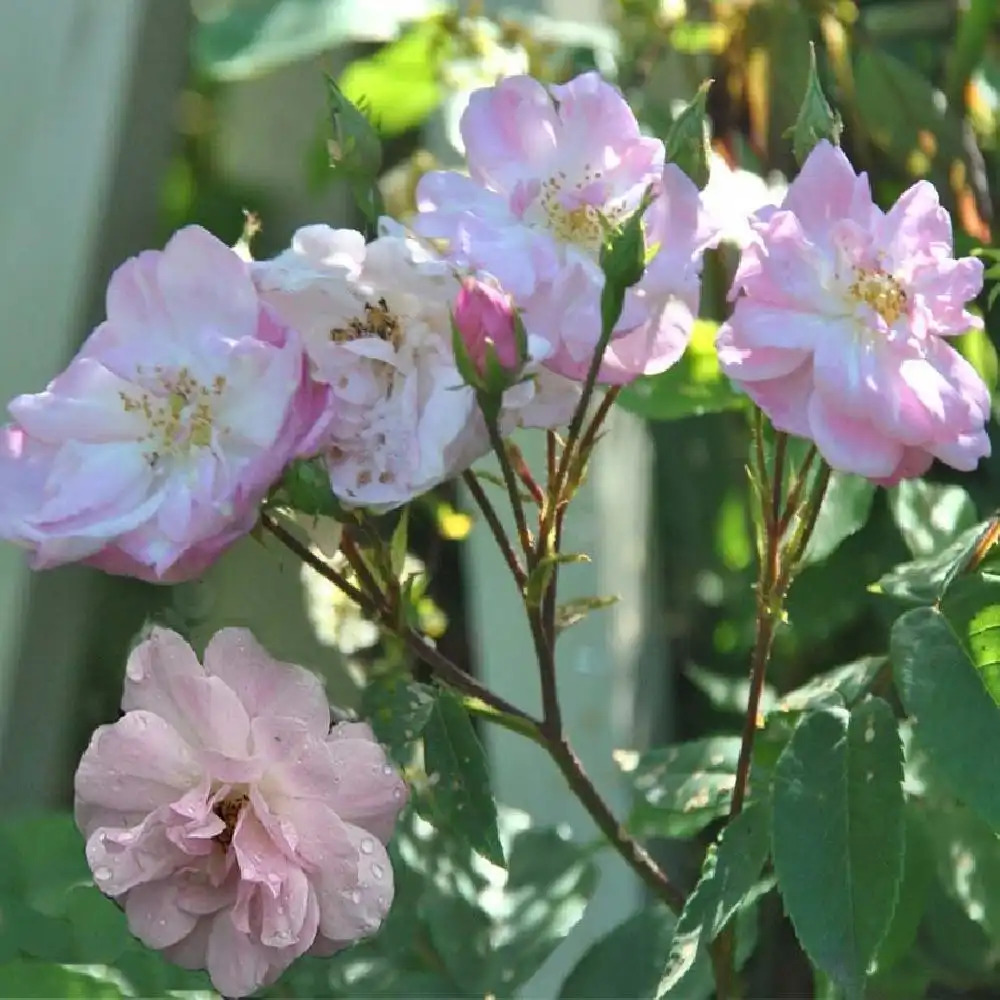 ROSA 'Narrow Water'