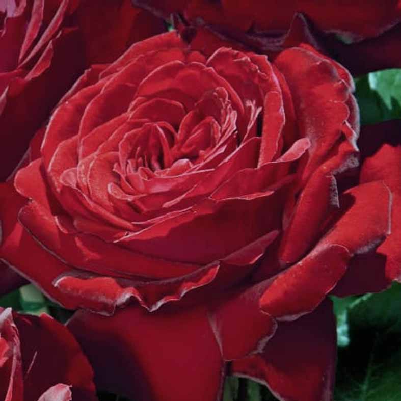 ROSA 'NoÃ©mie De Rohtschild'Â®