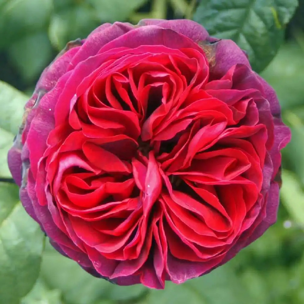 ROSA 'Nuit de Chine'