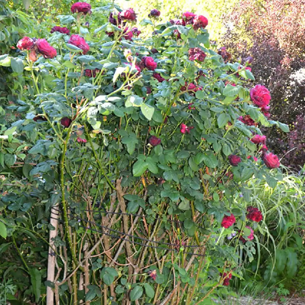 ROSA 'Nuit de Chine'