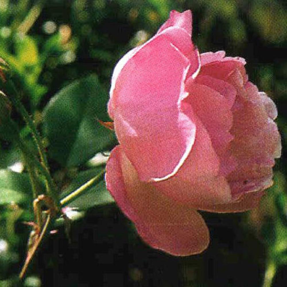 ROSA 'Old Blush'