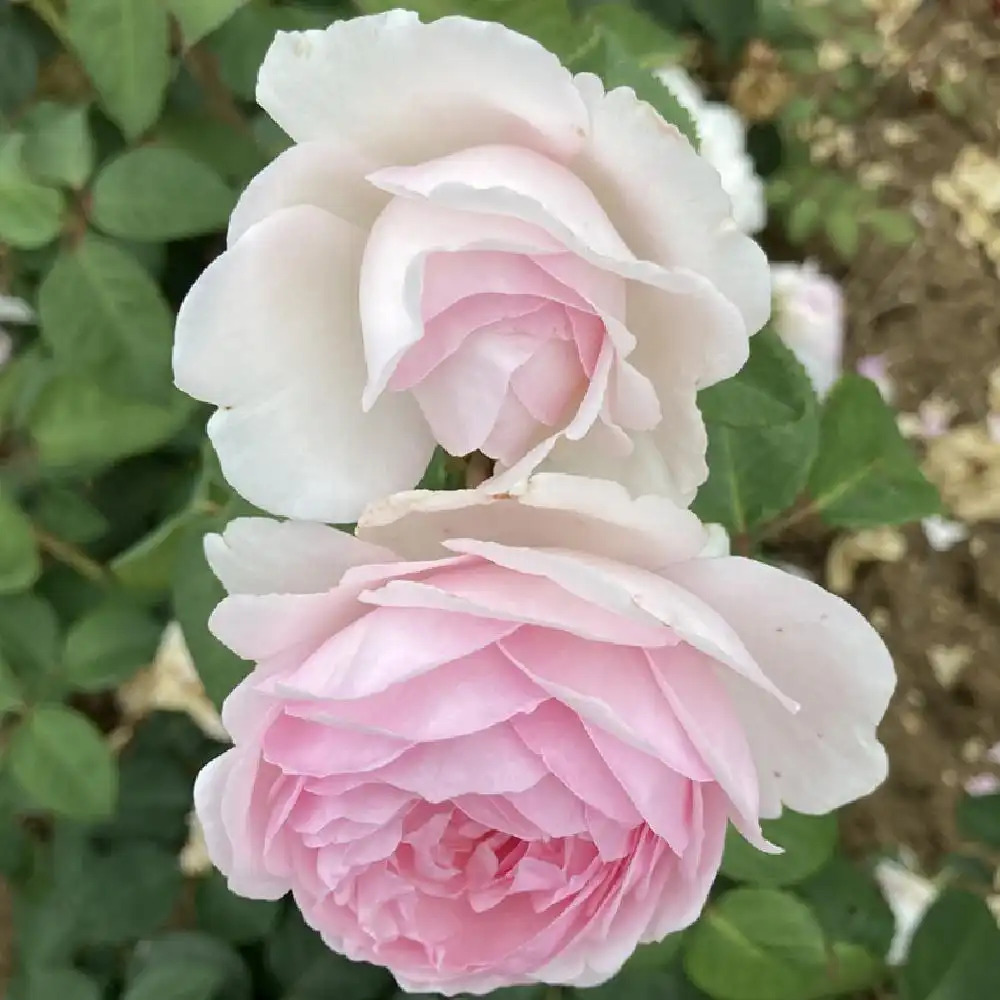 ROSA 'Olivia Rose'