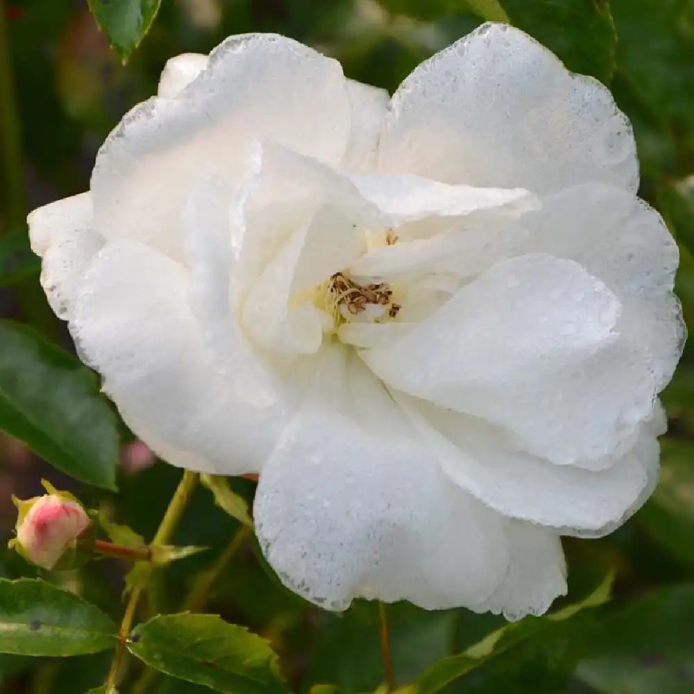 ROSA 'Opalia' (grimpant)