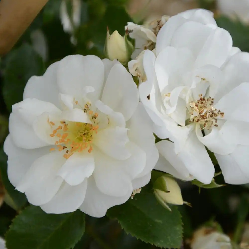 ROSA 'Opalia' (pleureur)