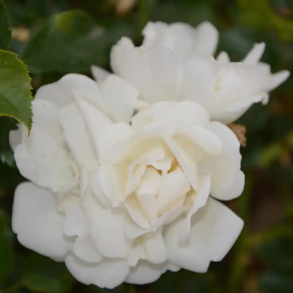 ROSA 'Opalia' (tigette)