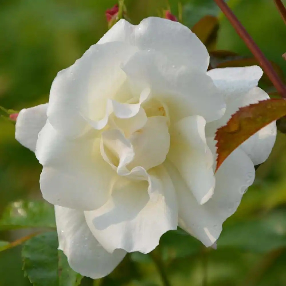 ROSA 'Opalia'