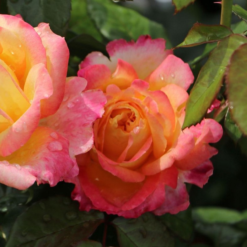 ROSA 'Oriental Peace'
