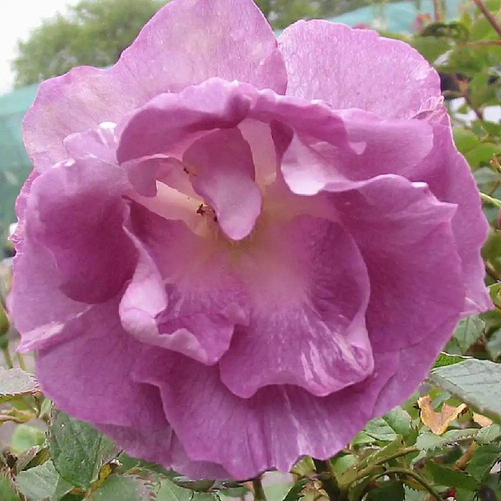 ROSA 'Pacific Dream'® (tige)