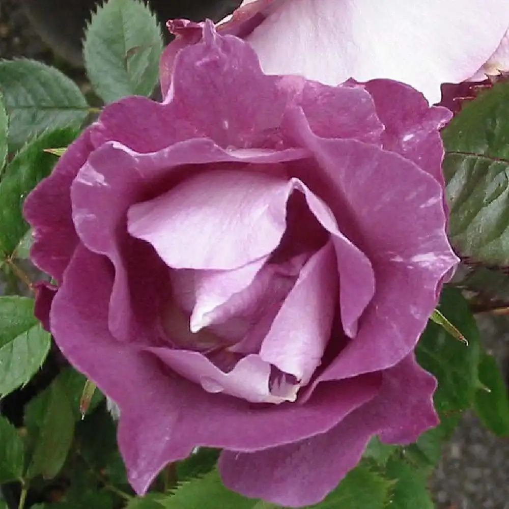 ROSA 'Pacific Dream'®