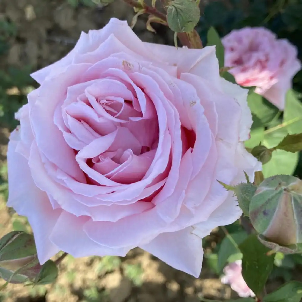 ROSA 'Parfum de Liberté'®