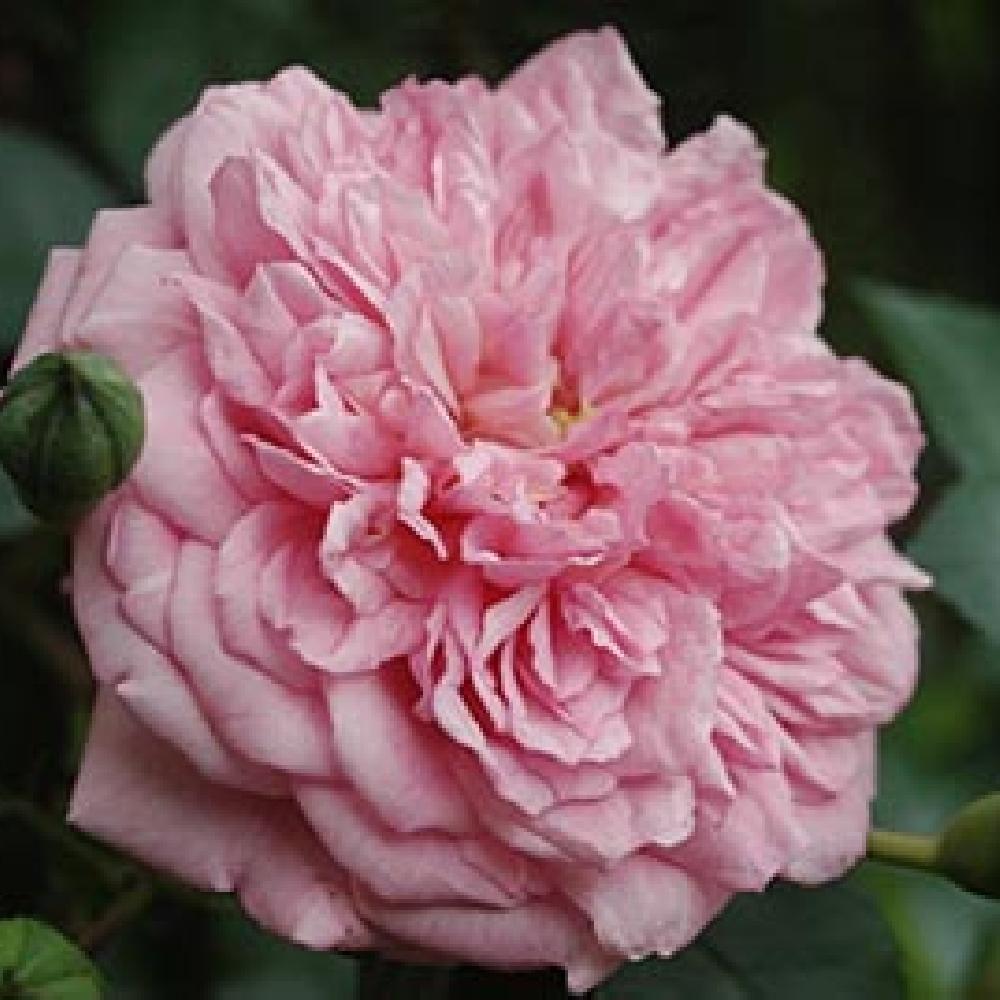 ROSA 'Paul Noël'