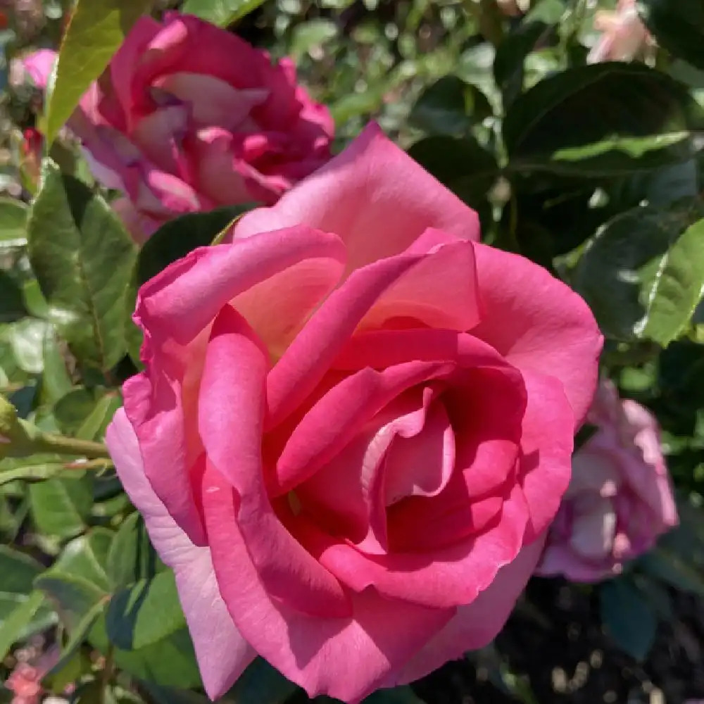 ROSA 'Parfum Royal'