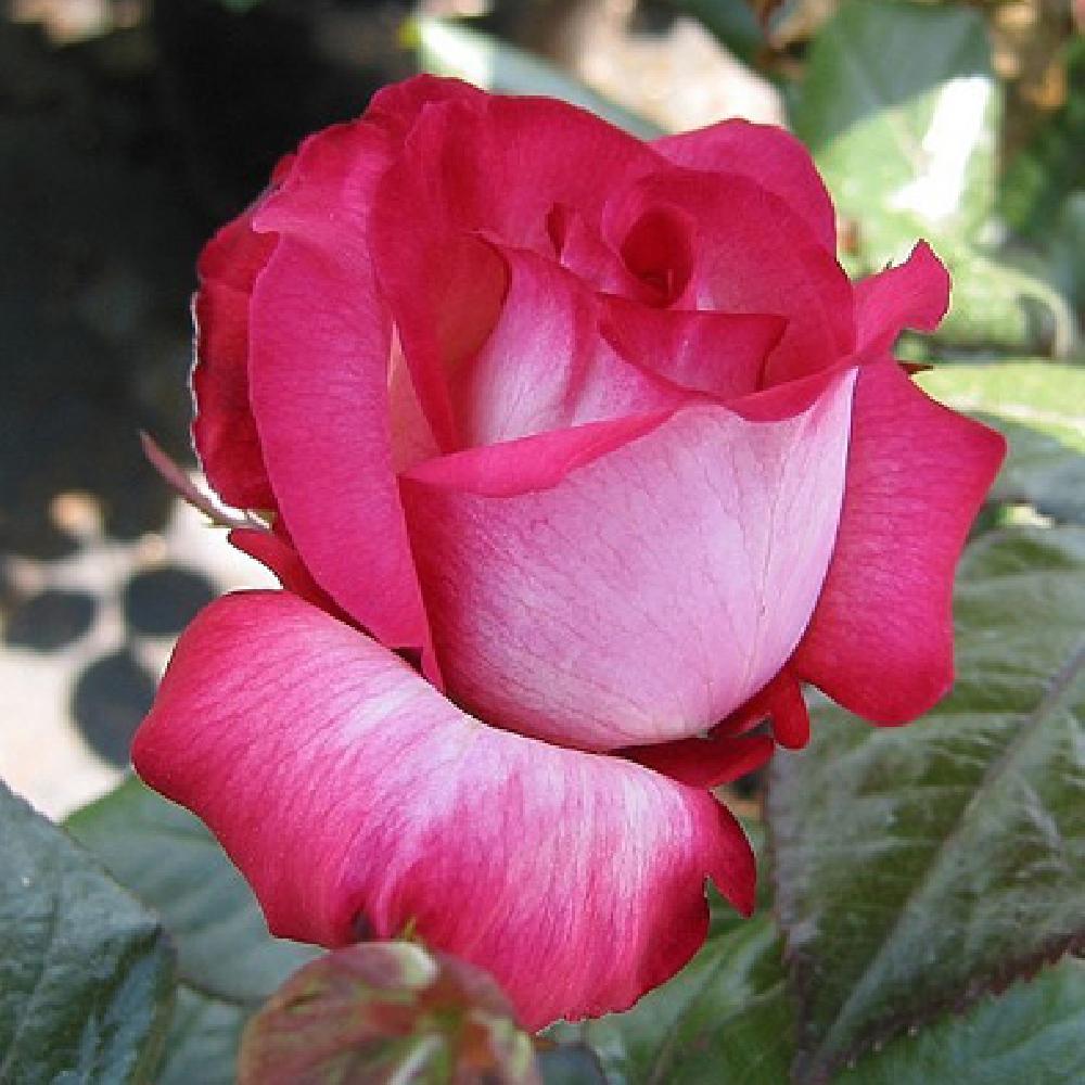 ROSA 'Pascal Sevran'