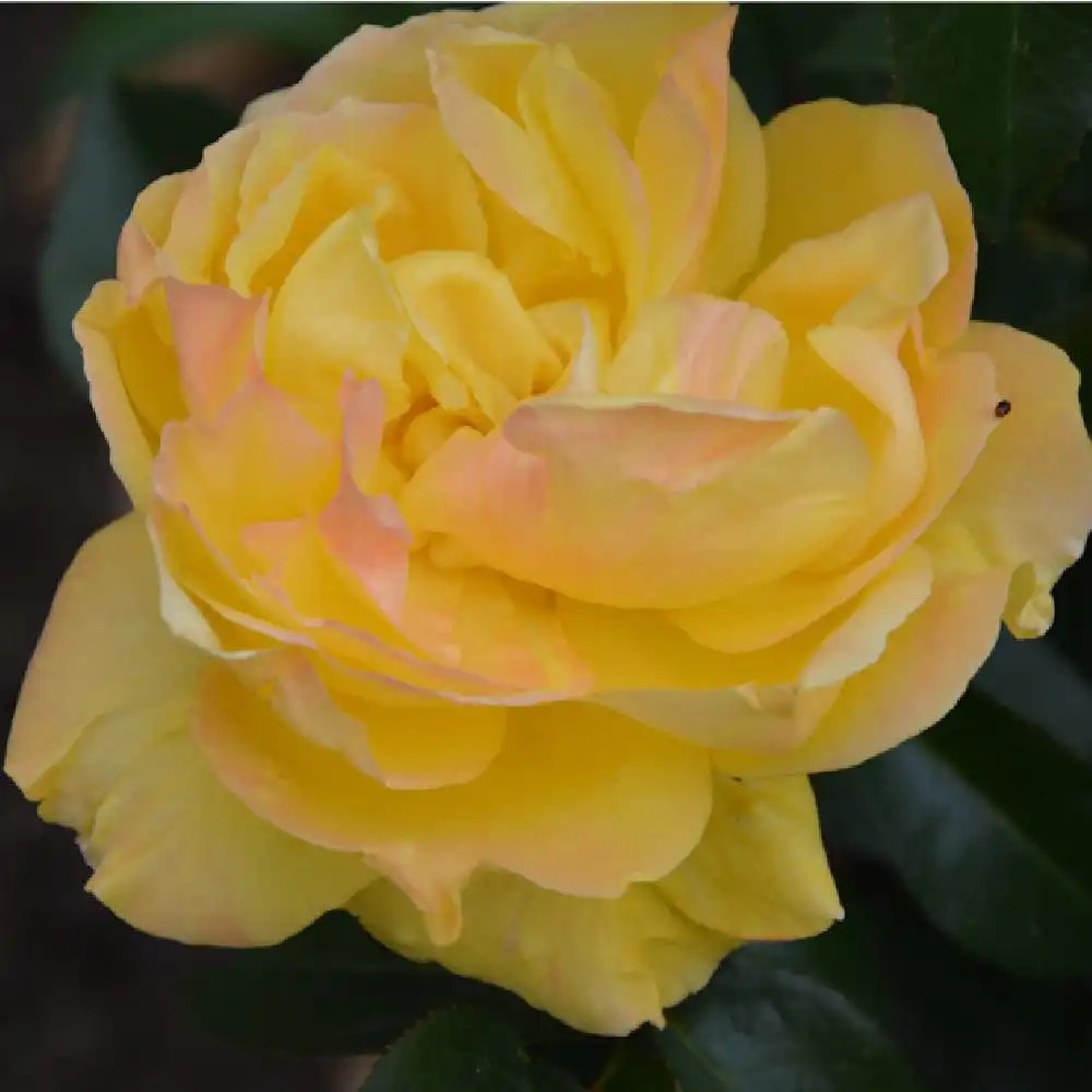 ROSA 'Pacific Sunset'®