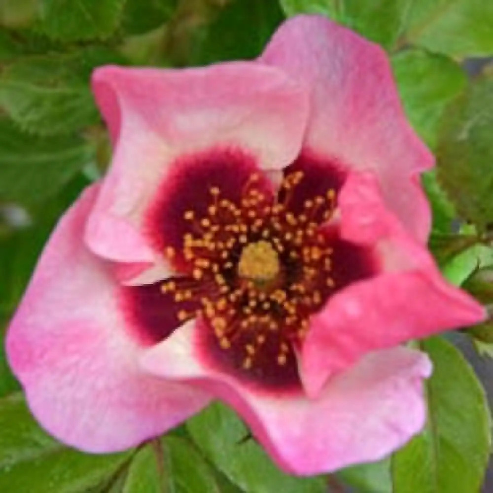 ROSA 'Peace and Love'®