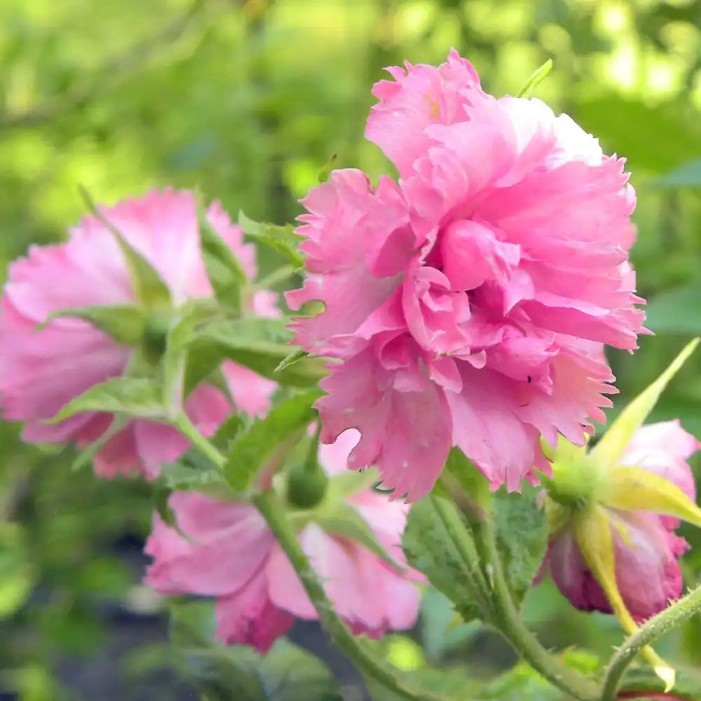 ROSA 'Pink Grootendorst'