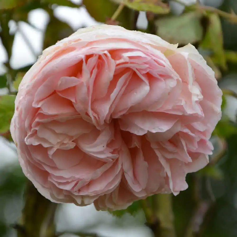 ROSA 'Pierre de Ronsard' (pleureur)