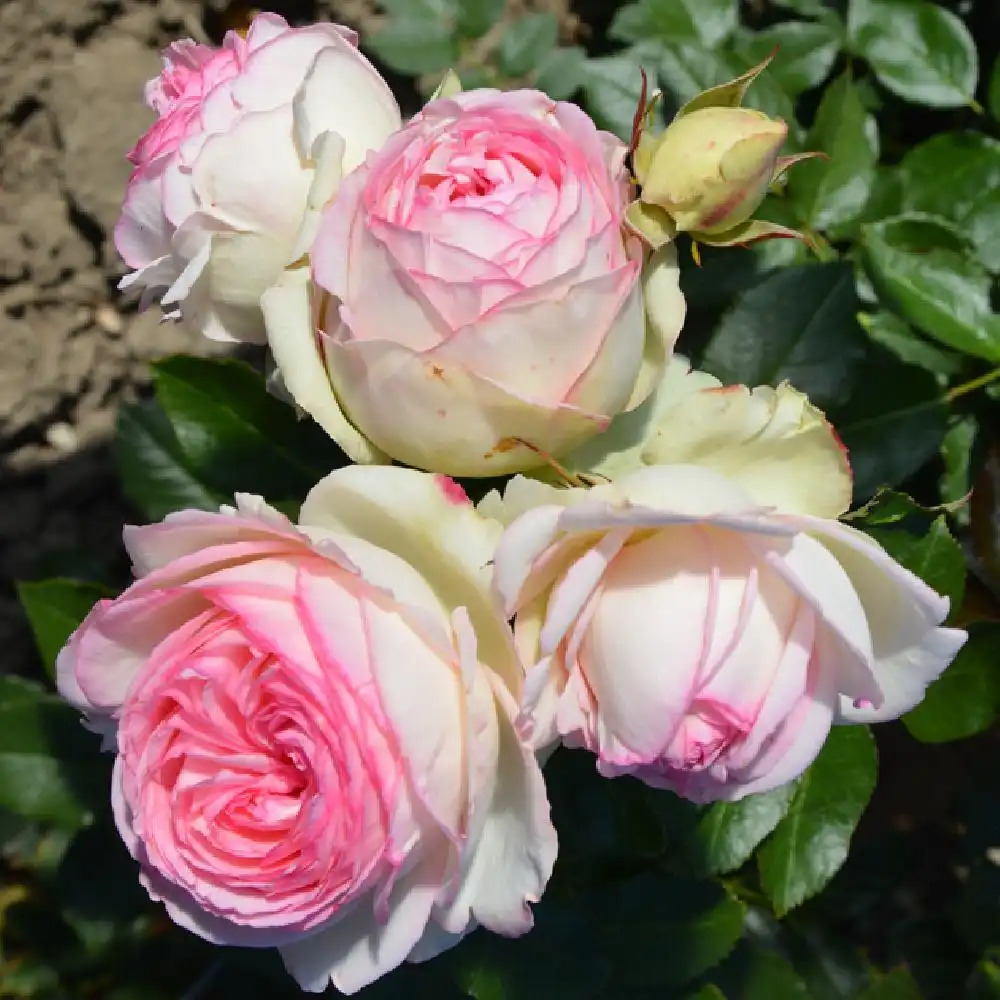 ROSA 'Pierre de Ronsard' (pleureur) - Rosier pleureur - pépinières Lepage  Bretagne Bord de mer