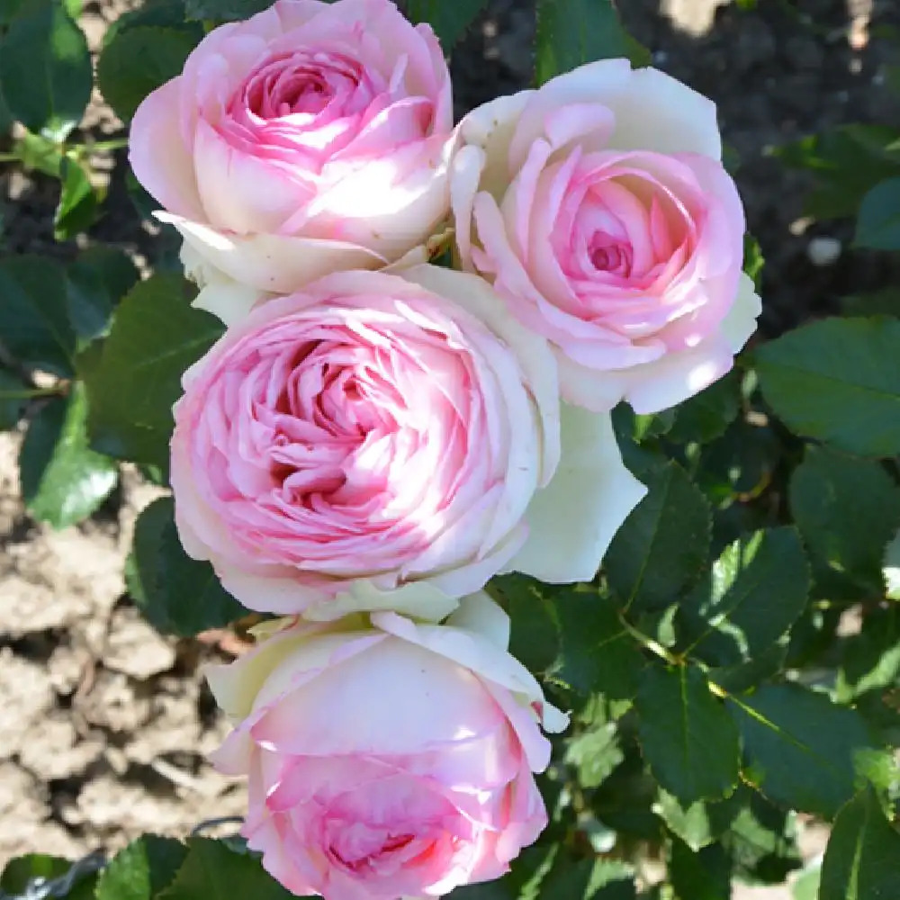 ROSA 'Pierre de Ronsard' (grimpant) - Rosier grimpant - pépinières Lepage  Bretagne Bord de mer