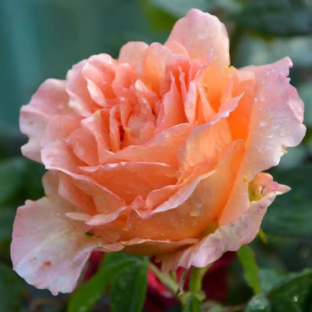ROSA 'Polka'®