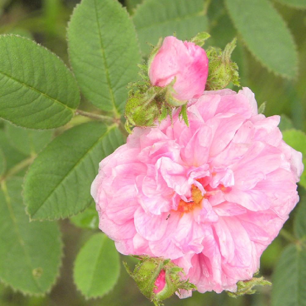 ROSA 'Pompon Rose'