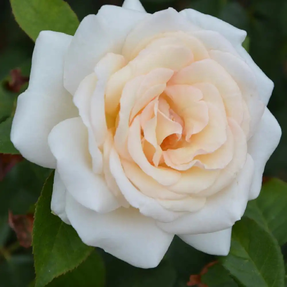 ROSA 'Prince Jardinier' (Tige)