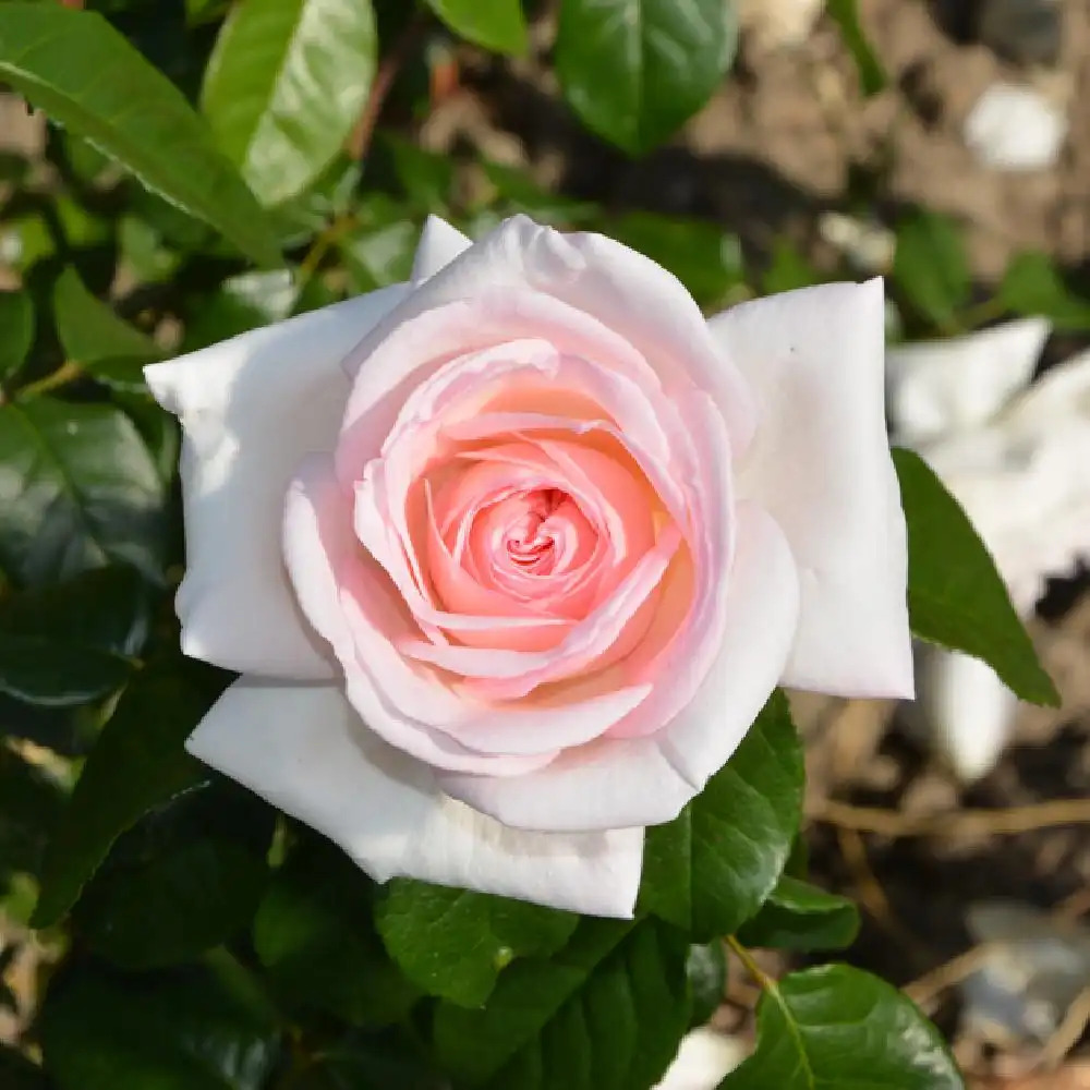 ROSA 'Prince Jardinier'