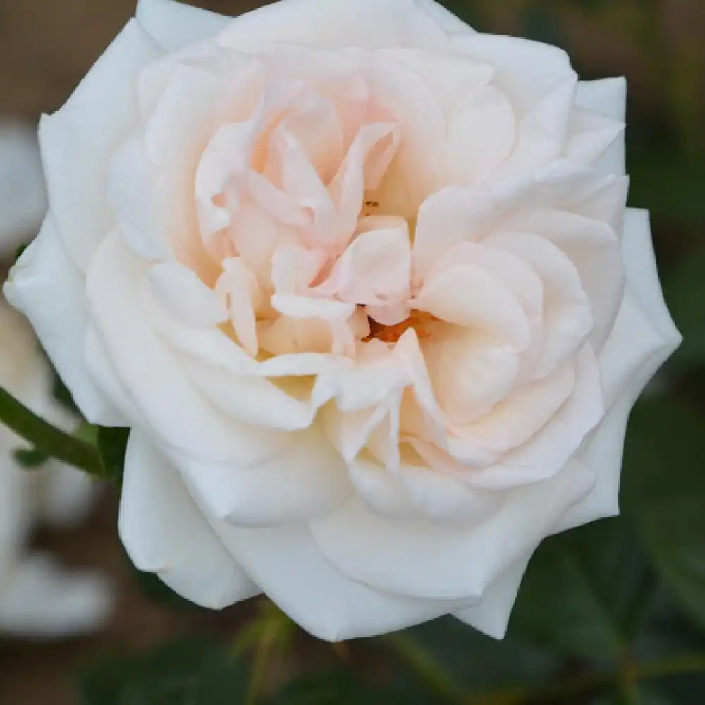 ROSA 'Prince Jardinier'.' image 2