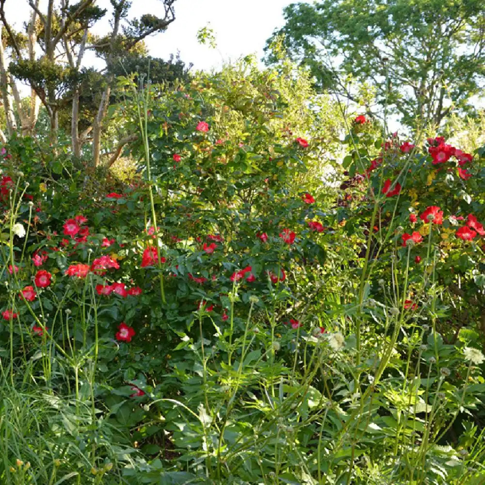 ROSA 'Red Dot' ® (='Intermunder')