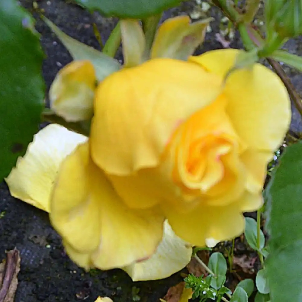 ROSA 'Rimosa'® (pleureur)