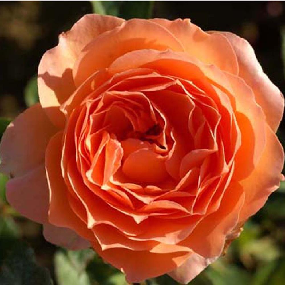 ROSA 'Rikita'