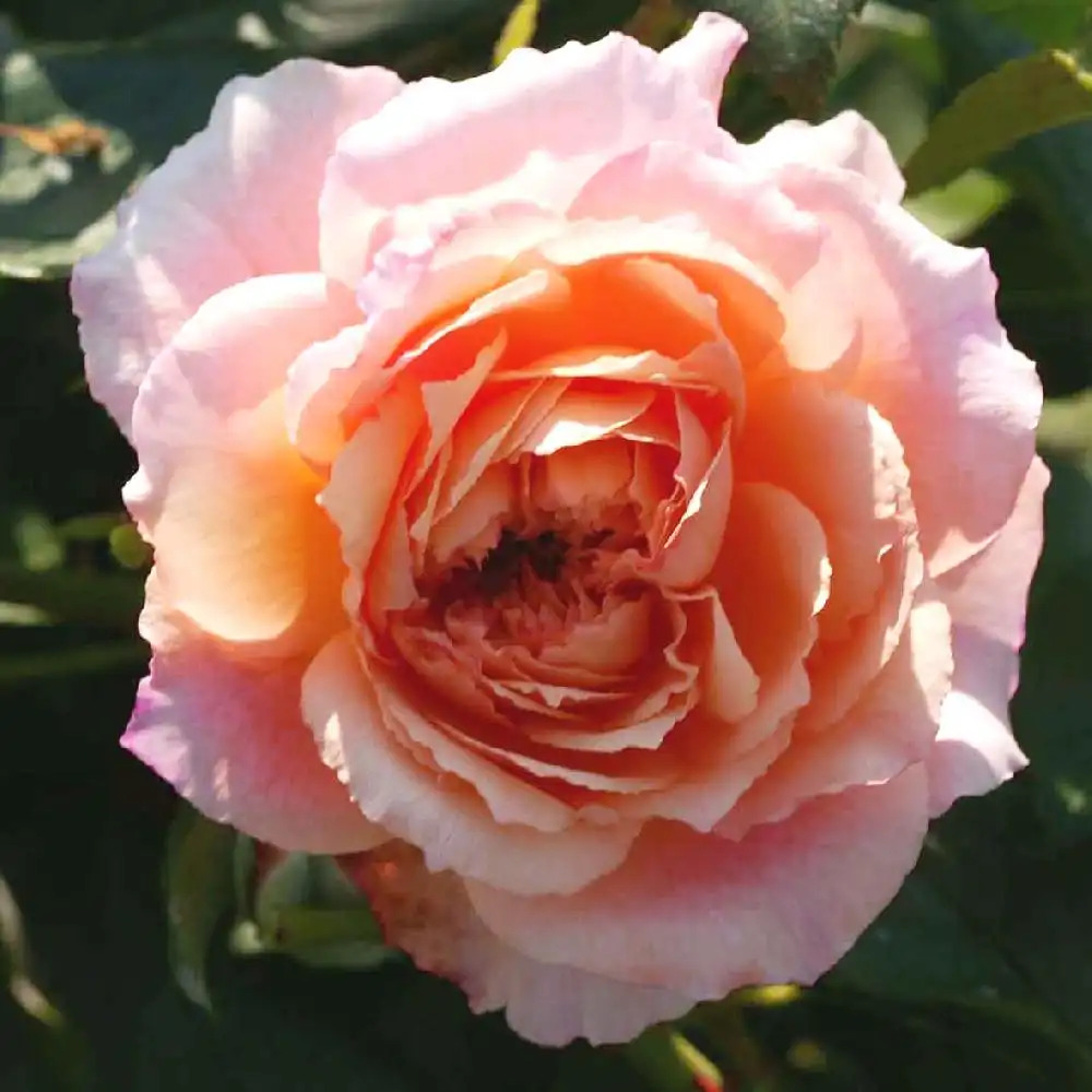 ROSA 'Rose des Cornouailles'