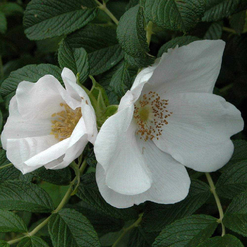 ROSA rugosa 'Alba'