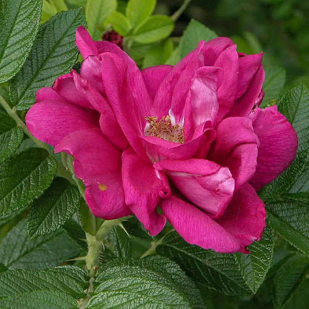 ROSA rugosa 'Rubra'