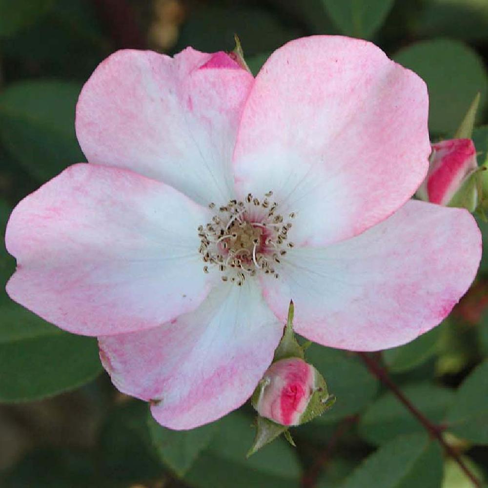 ROSA 'Rush'