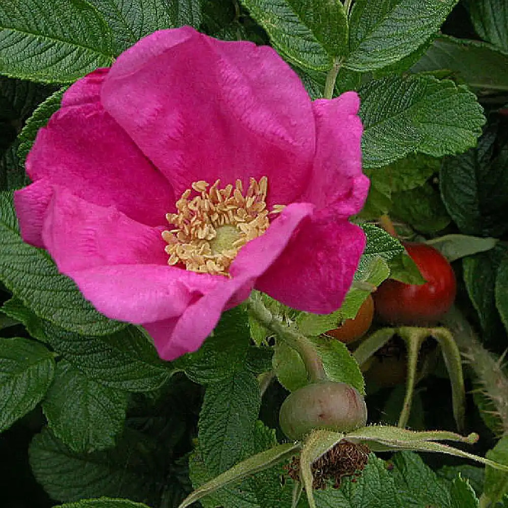 ROSA rugosa