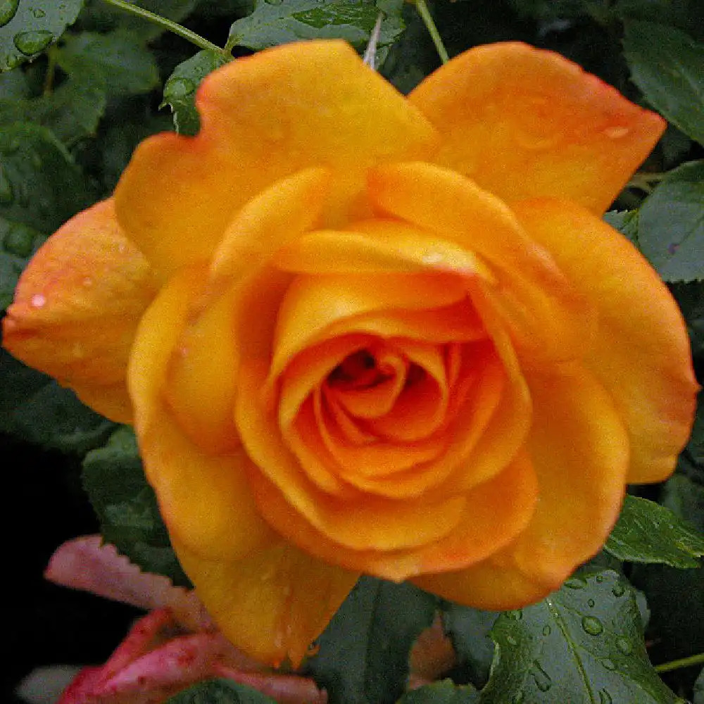 ROSA 'Sahara'® (Tanarasah)