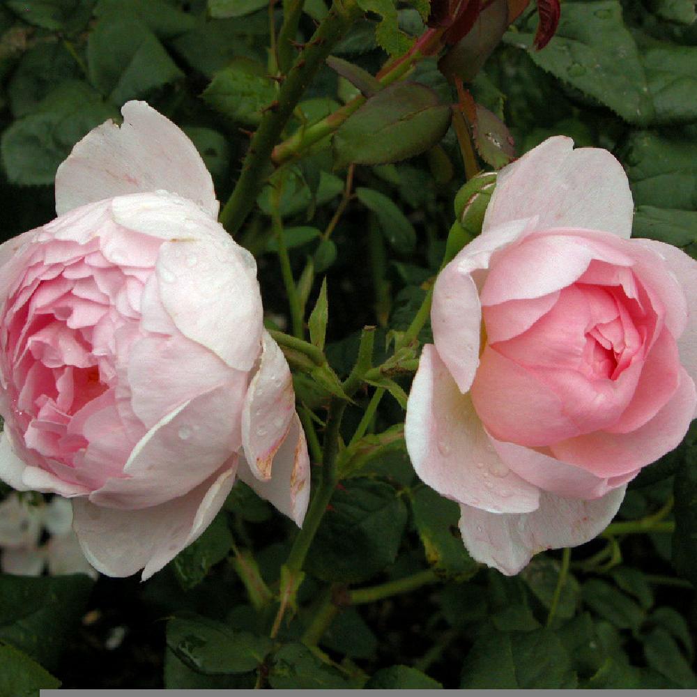 ROSA 'Scepter d'Isle' (='Ausland')