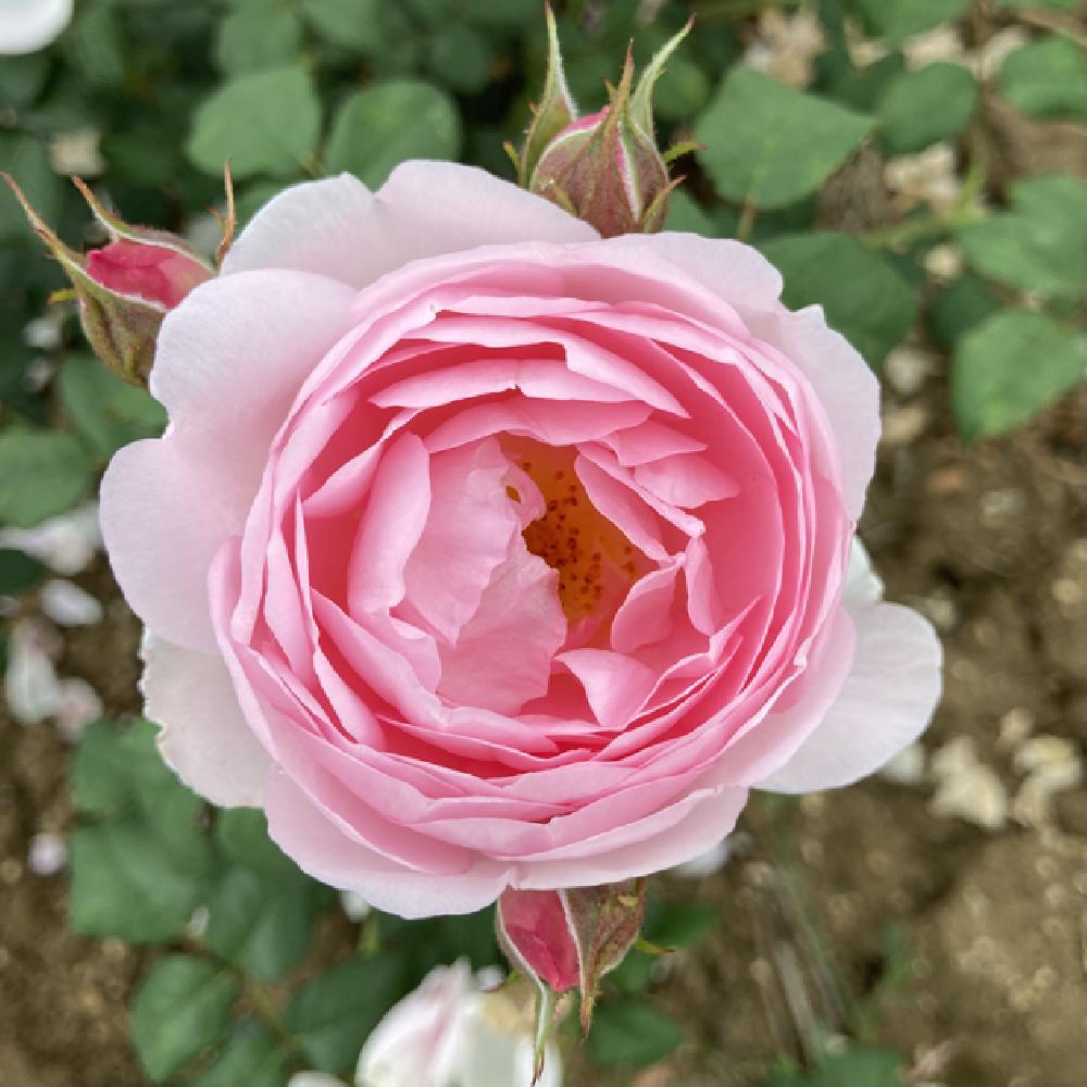 ROSA 'Scepter d'Isle' (='Ausland').' image 2