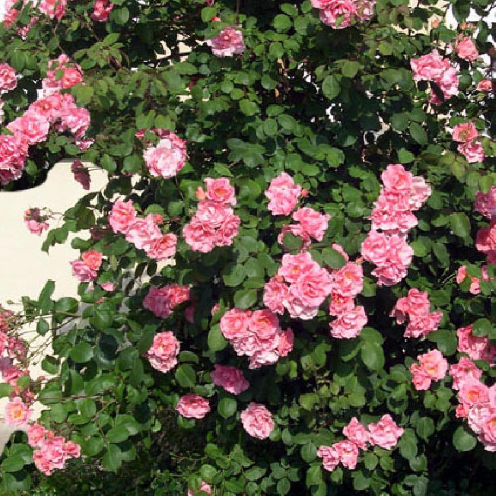 ROSA 'Soirée de Bonheur'® (grimpant)