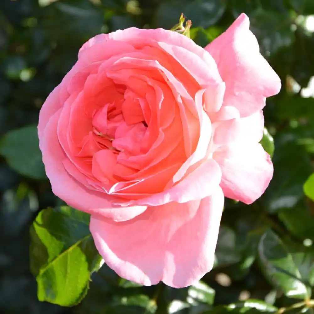 ROSA 'Special Anniversary' (tige)