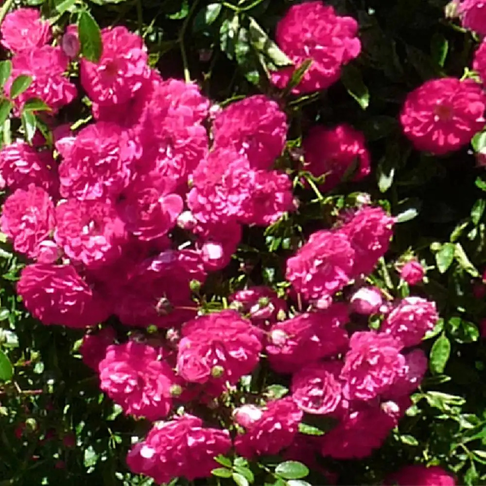 ROSA 'Super Excelsa' Tige