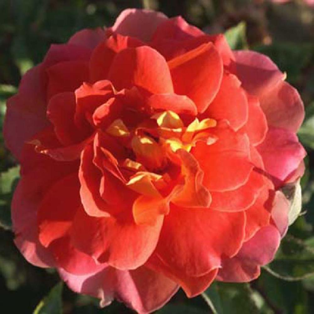 ROSA 'Sultane'