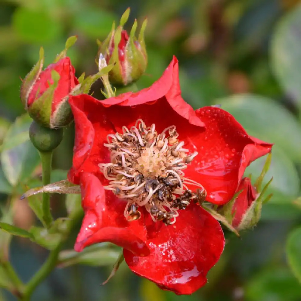 ROSA 'Tapis Rouge'