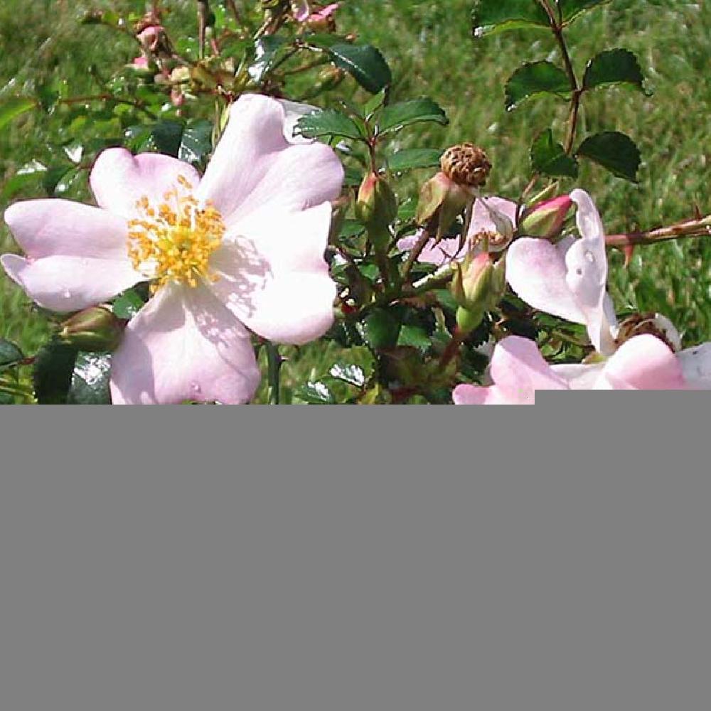 ROSA 'Temple Bells'